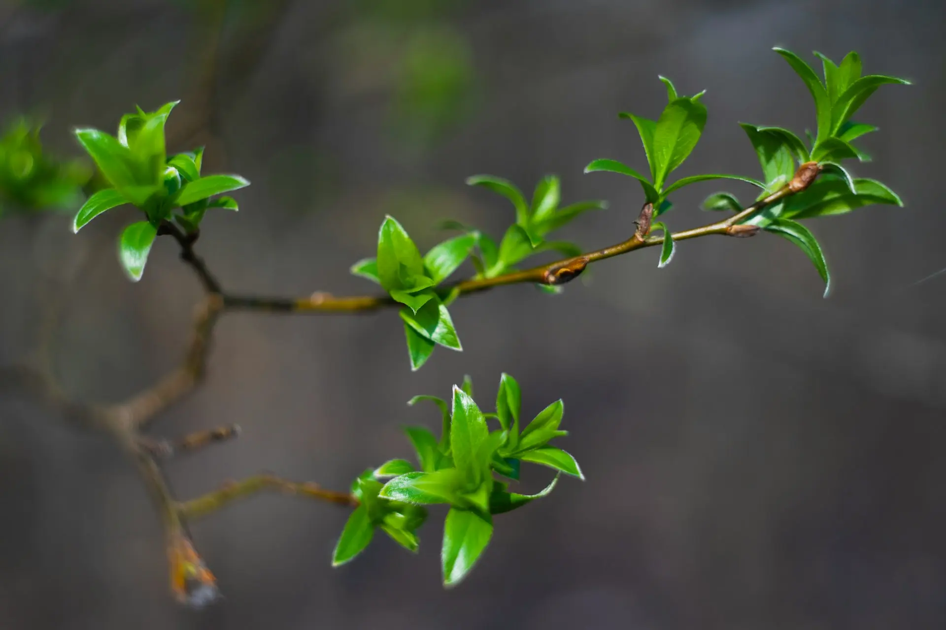 green plant in close up photography